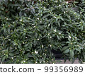 capsicum annuum white green chilli leaf plants 99356989