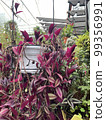 tradescantia purple green trailing in white pot clay garden flower 99356991