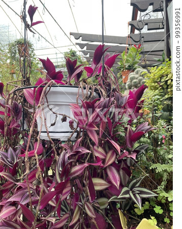 tradescantia purple green trailing in white pot clay garden flower 99356991