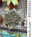 echeveria purpusorum green pot clay garden plants 99356993