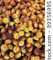 Field of beautiful yellow flowers 99356995