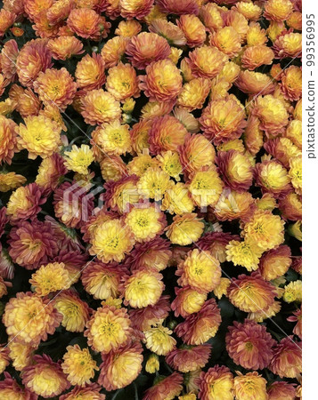 Field of beautiful yellow flowers 99356995
