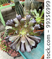 aeonium arboereum plant leaf green purple flower in pot  99356999