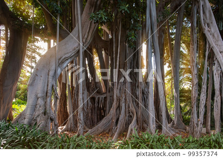 big Ficus Macrophylla tree in tropical forest big Ficus Macrophylla tree in tropical forest 99357374