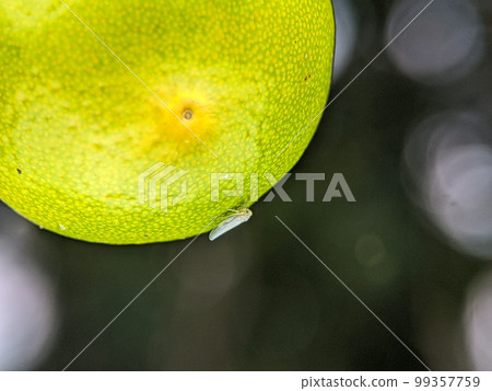 Jacobiasca formosana, the tea jassid, is an insect species belonging to the subfamily Typhlocybinae of the family Cicadellidae. Jacobiasca formosana, the tea jassid, is an insect species belonging to the subfamily Typhlocybinae of the family Cicadellidae. 99357759