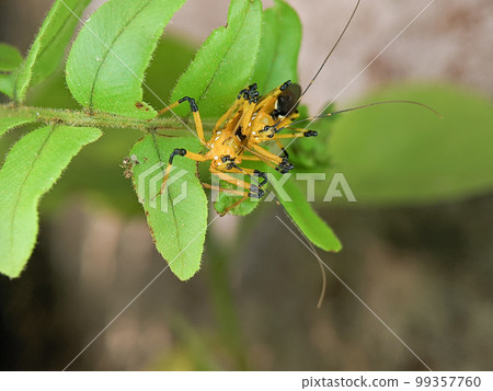 Assassin bug Harpactorinae mating on a green leaf with blur background. 99357760