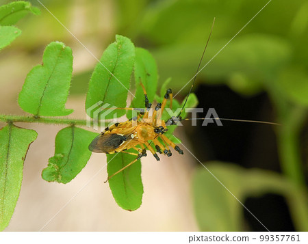 Assassin bug Harpactorinae mating on a green leaf with blur background. 99357761