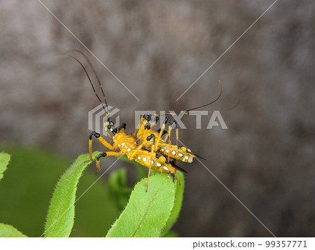 Assassin bug Harpactorinae mating on a green leaf with blur background. 99357771