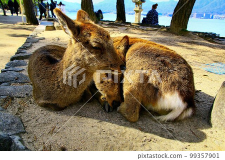 An island where divine deer rest... Miyajima in Aki An island where divine deer rest... Miyajima in Aki 99357901