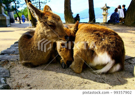 神鹿棲息的島嶼……安藝的宮島 神鹿棲息的島嶼……安藝的宮島 99357902