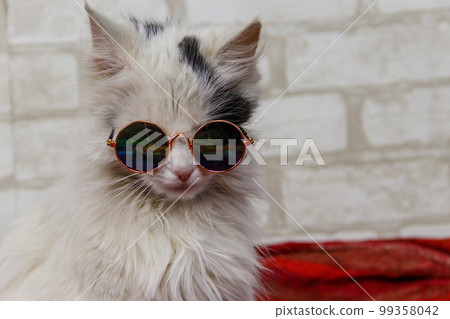 Portrait of a beautiful cute fluffy cat wearing sunglasses Portrait of a beautiful cute fluffy cat wearing sunglasses 99358042
