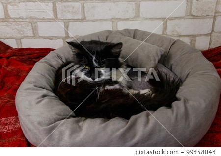 Longhair cat lying in his soft cozy cat bed 99358043