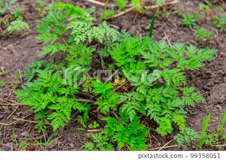 Green hemlock spotted plants (Conium Maculatum) 99358051