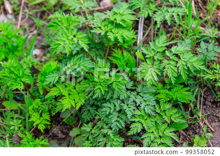 Green hemlock spotted plants (Conium Maculatum) Green hemlock spotted plants (Conium Maculatum) 99358052