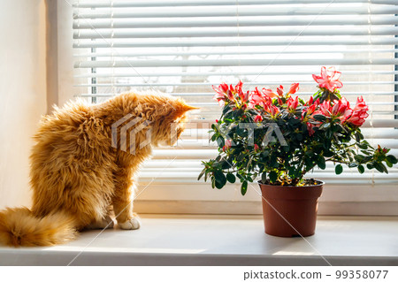 Blooming pink azalea in flower pot and ginger cat on windowsill 99358077