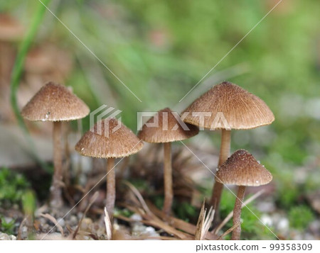 Ecological photograph of black mushroom Ecological photograph of black mushroom 99358309
