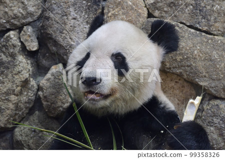 Eimei looks satisfied with the delicious bamboo 99358326