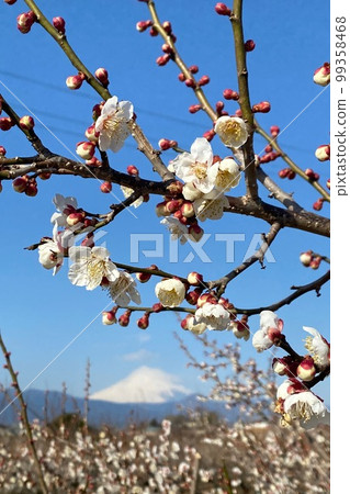 Bairin and Mt. Fuji Bairin and Mt. Fuji 99358468