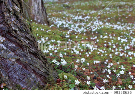 早春叢生的梅花黃蓮（高知縣佐川町牧野公園） 99358626