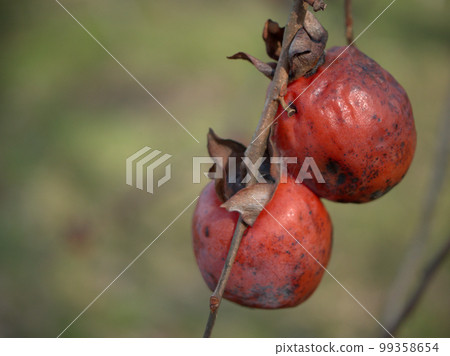 Sanjagaki (Sanjagaki) ripened in January 99358654