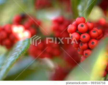 Red tarayo berries that ripen in January Red tarayo berries that ripen in January 99358738
