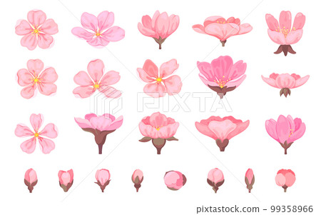 Cherry blossom flower sakura bud floral flat set. Element spring season japanese chinese plant wedding love summer decoration sticker tropical fashion blooming garden many shape petal bouton isolated 99358966
