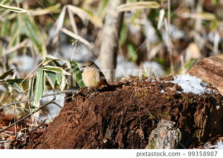 redstart female cute little bird 99358987