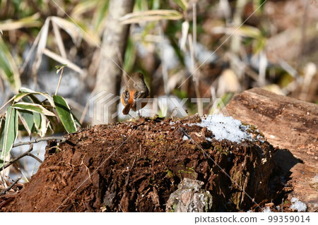 redstart female cute little bird redstart female cute little bird 99359014