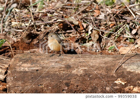 redstart female cute little bird 99359038