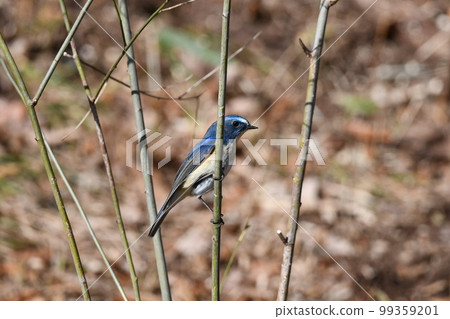 Blue bird Ruribitaki 99359201