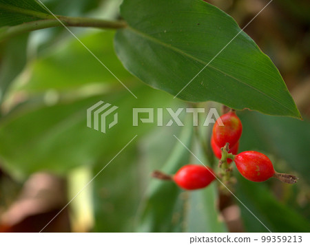 Hanamioga fruit ripened in January 99359213