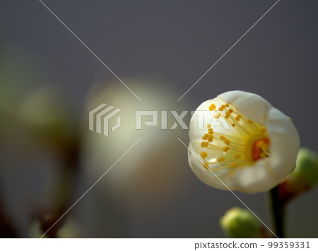Tsukikage, a white plum flower that blooms in January Tsukikage, a white plum flower that blooms in January 99359331