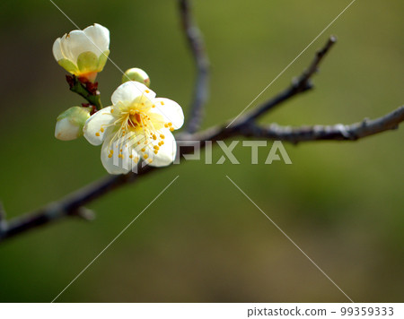 Tsukikage, a white plum flower that blooms in January Tsukikage, a white plum flower that blooms in January 99359333