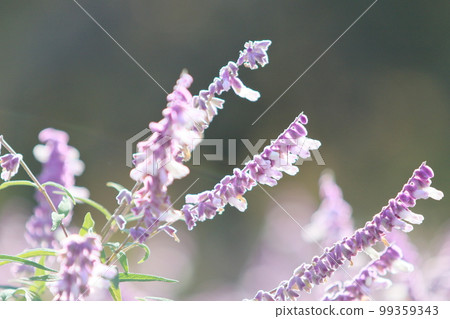 Salvia leucantha amethyst sage purple flower 99359343