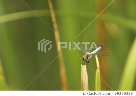 Dragonfly that rests its wings on the leaf 99359389
