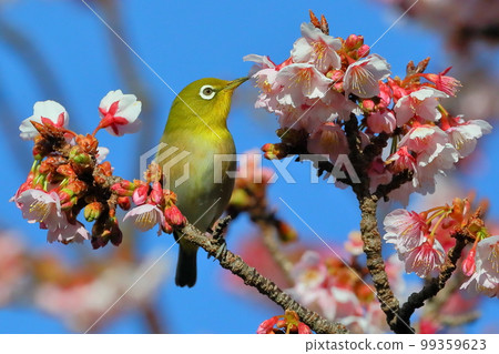 Toi district, Izu city, Shizuoka prefecture 99359623