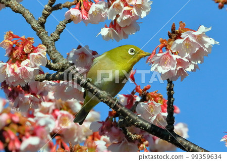 Toi district, Izu city, Shizuoka prefecture Toi district, Izu city, Shizuoka prefecture 99359634
