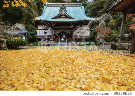 靜岡縣伊豆之國市本龍寺秋季銀杏 靜岡縣伊豆之國市本龍寺秋季銀杏 99359656