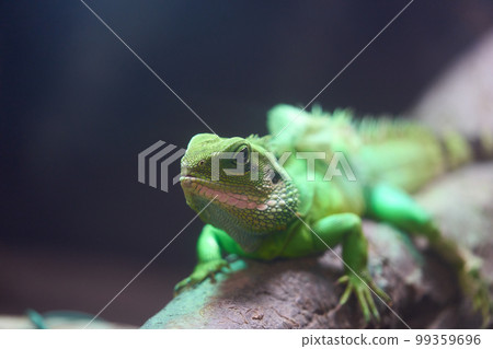 Beautiful texture of indochina water dragon Beautiful texture of indochina water dragon 99359696
