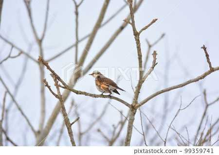 Thrush Thrush 99359741