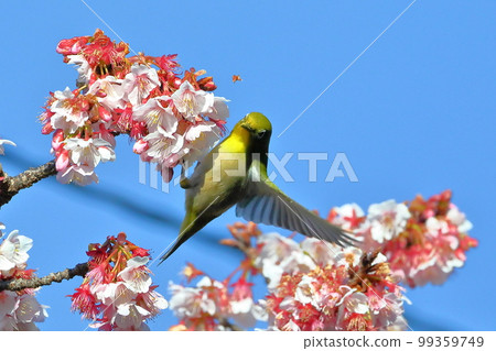 靜岡縣伊豆市土肥區 粉紅早開的土肥櫻花棲息在展開翅膀的白眼 99359749