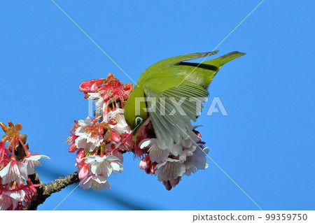 靜岡縣伊豆市土肥區 粉紅早開的土肥櫻花棲息在展開翅膀的白眼 99359750