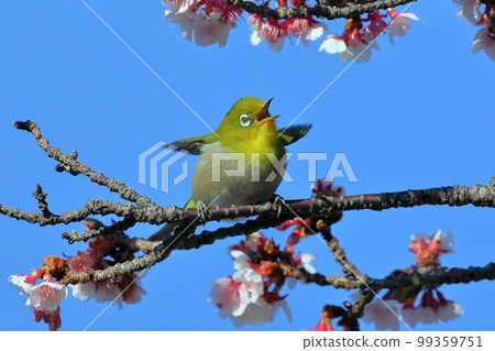 靜岡縣伊豆市土肥區 粉紅早開的土肥櫻花棲息在展開翅膀的白眼 99359751