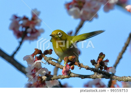 Toi district, Izu City, Shizuoka Prefecture White-eye spreading its wings perched on the bright pink early-blooming Toi cherry blossoms Toi district, Izu City, Shizuoka Prefecture White-eye spreading its wings perched on the bright pink early-blooming Toi cherry blossoms 99359753