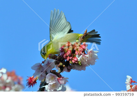 Toi district, Izu City, Shizuoka Prefecture White-eye spreading its wings perched on the bright pink early-blooming Toi cherry blossoms Toi district, Izu City, Shizuoka Prefecture White-eye spreading its wings perched on the bright pink early-blooming Toi cherry blossoms 99359759