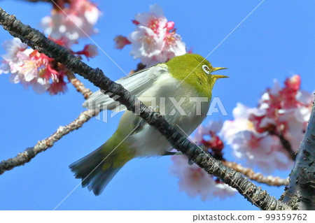 Toi district, Izu City, Shizuoka Prefecture White-eye spreading its wings perched on the bright pink early-blooming Toi cherry blossoms Toi district, Izu City, Shizuoka Prefecture White-eye spreading its wings perched on the bright pink early-blooming Toi cherry blossoms 99359762