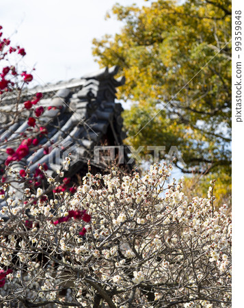 神社院內的白梅和紅梅 神社院內的白梅和紅梅 99359848