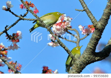 在靜岡縣伊豆市土肥區，兩隻白眼鷸棲息在粉紅色早開的土肥櫻花上 99359880