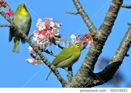 在靜岡縣伊豆市土肥區，兩隻白眼鷸棲息在粉紅色早開的土肥櫻花上 99359881