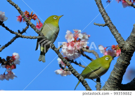 在靜岡縣伊豆市土肥區，兩隻白眼鷸棲息在粉紅色早開的土肥櫻花上 99359882